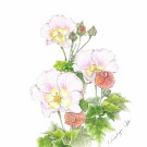 サキシマフヨウ,太田登志一