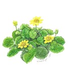 リュウキンカ,太田登志一