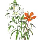 モミジアオイ, 太田登志一