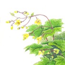 キレンゲショウマ,太田登志一