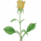 黄色いバラ（山田玲子）