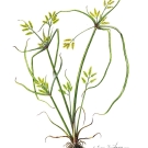 カヤツリグサ,藤川悟