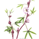 ローゼル,藤川悟