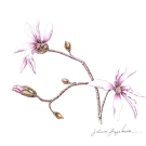 シデコブシ,藤川悟