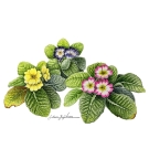 プリムラジュリアン,藤川悟