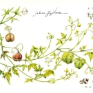 フウセンカズラ,藤川悟