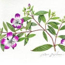 ノボタン,藤川悟