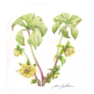 クリスマスローズ,藤川悟