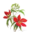 モミジアオイ,藤川悟