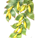 キイジョウロホトトギス,藤川悟