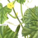 キウリ,國定泰子