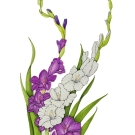 グラジオラス, 國定泰子