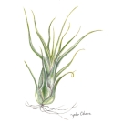 チランジア,大原陽子