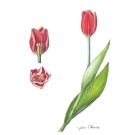 チューリップ,大原陽子