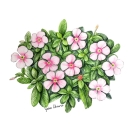 ニチニチソウ,大原陽子