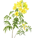 ハナセンナ,アンデスの乙女,大原陽子