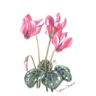 シクラメン,大原陽子