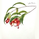 ツバキ,大原陽子