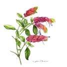 ベロペロネグッタータ,大原陽子