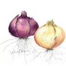 タマネギ,大原陽子