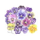 パンジー,大原陽子