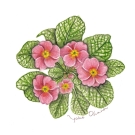 プリムラジュリアン,大原陽子