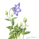 キキョウ,大原陽子