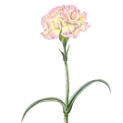 カーネーション,大原陽子
