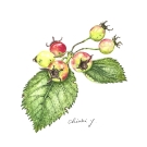 クラタエグス・クルスガリ,吉村千秋