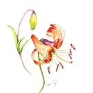 クルマユリ,吉村千秋