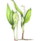 スズラン,吉村千秋